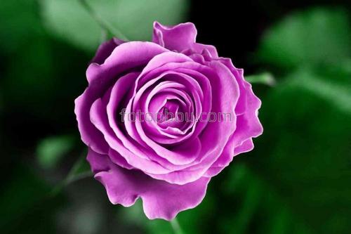 цветы, природа, роза