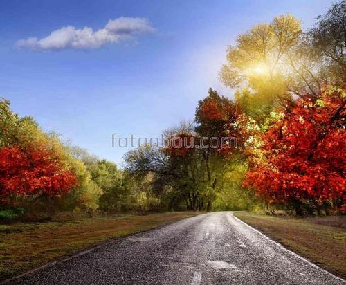 природа, дорога, осень, лес