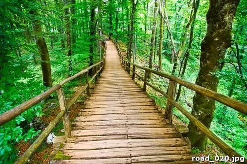 мост, лес, дерево, зелень