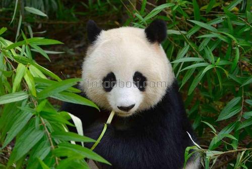 животные, панда, бамбук, листья, природа