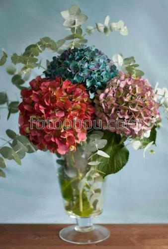 цветы, гортензия, букет, природа, ваза, натюрморт