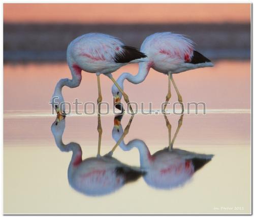 животные, птицы, фламинго, вода, закат