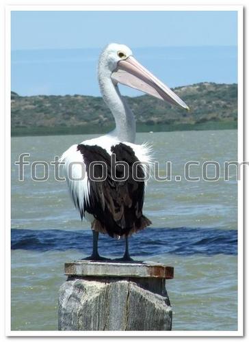 природа, птицы, Пеликан, вода, горы