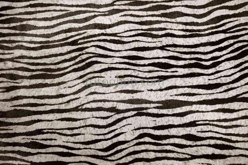 зебра, шкура, кожа, животные