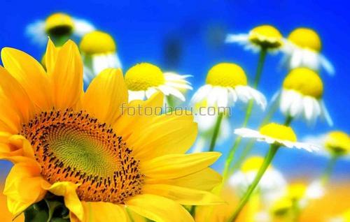 природа, поле, цветы, ромашки, подсолнухи