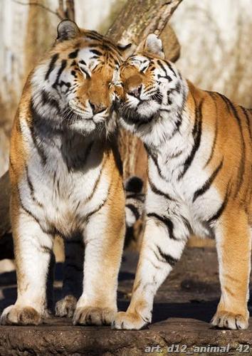 тигр, пара, земля, камень