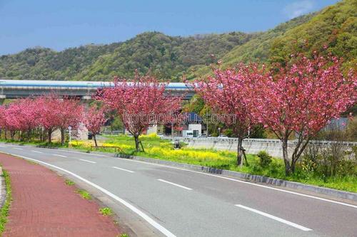 сакура, вишня, природа, деревья, дорога