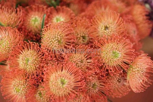 цветы, природа