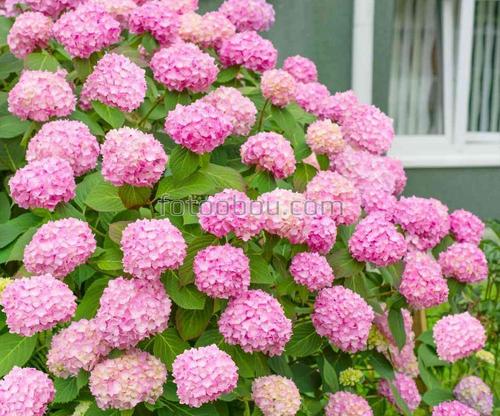 цветы, гортензия, букет, природа, куст