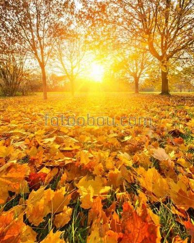 парк, рассвет, листья, осень, деревья