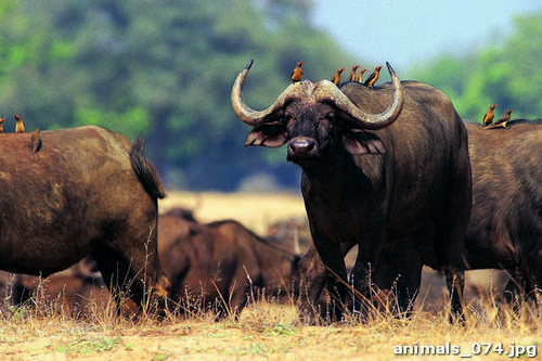 Африканские, буйволы, стадо