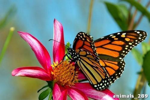 бабочка, цветок, розовый, желтый, голубой, коричневый