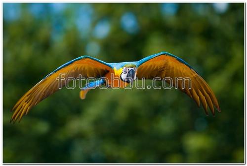 животные, птицы, попугай, полет, природа, деревья