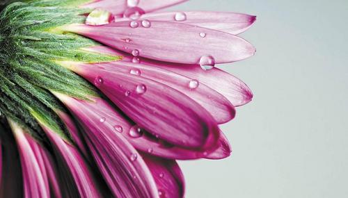 цветок, фиолетовый, зеленый