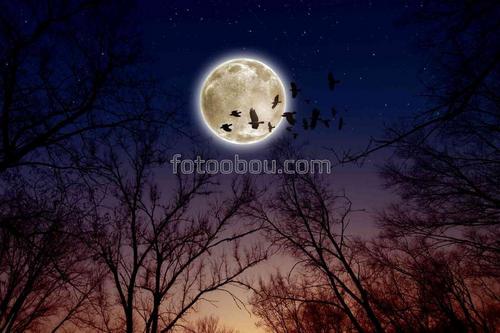 природа, луна, море, вода, небо, облака