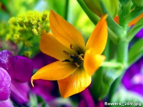 цветок, лилия, растение,