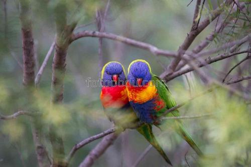 природа, ветки, птицы, животные