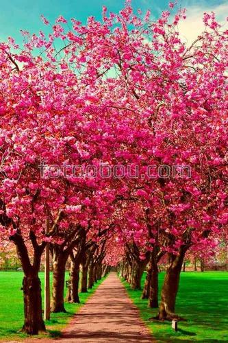 природа, сакура, аллея, парк, сад, вишня