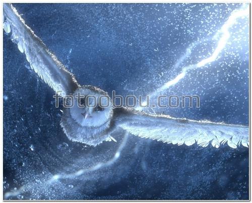 животные,птицы, сова, Гарри Поттер, букля, молния, небо