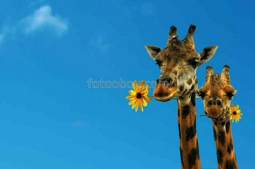 животные, сафари, природа, жирафы, цветы, небо