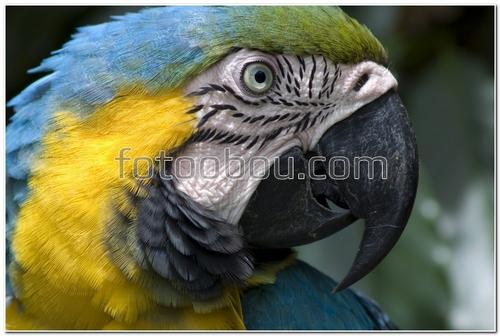 животные,птицы, экзотический попугай, попугай, клюв