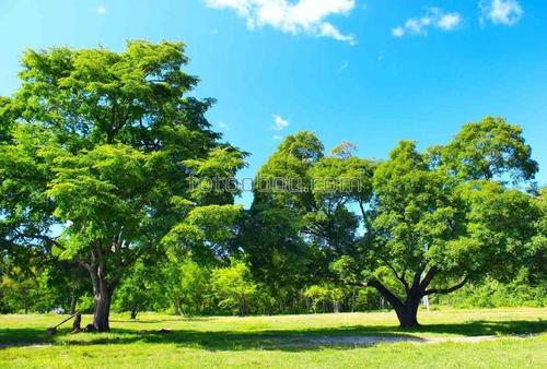 деревья, небо, природа, луг, поле, парк