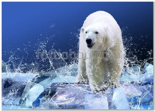 животные, медведь, северный мишка, лед, айсберг, вода