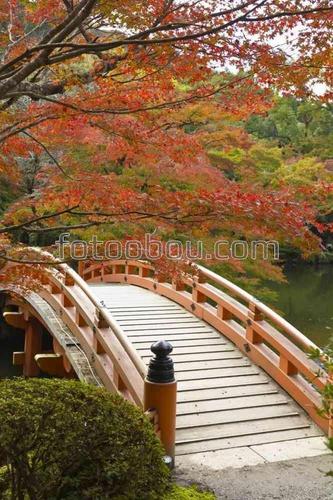 природа, осень, сад, парк, мост