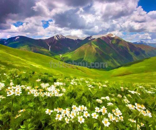 поляна, трава, цветы, небо, облака