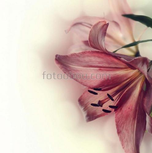 лилия,розовый цветок ,белый фон