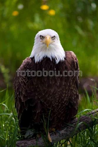 животные, птицы, орлан, орел, природа