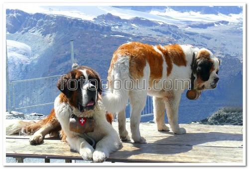 собаки, сербернары, две собаки, животные