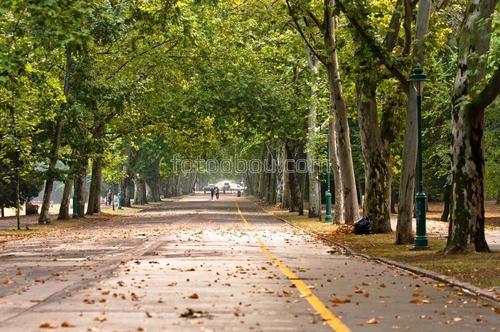 дорога, аллея, улица, деревья, трасса