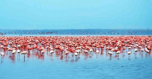 розовый фламинго, море, африка, природа