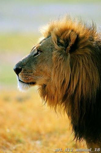 Величие, царя, зверей, лев