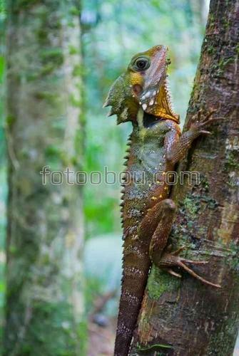 природа, животные, ящерица, лес, дерево