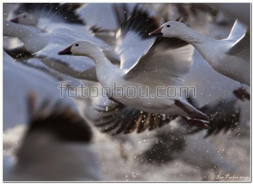 животные, птицы, лебеди, стая, полет