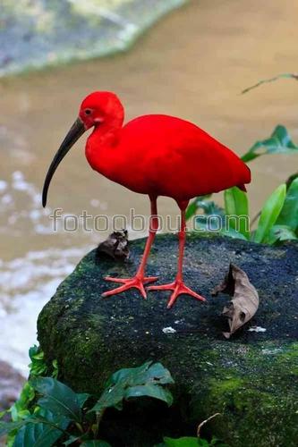 красная птица, ибис, природа, камень, вода