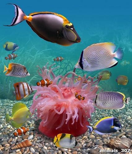 Аквариум, рыбы, подводный, мир