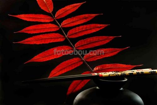 натюрморт, ветка, листья, природа, восток