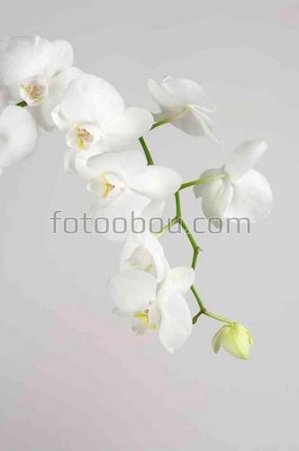 ветка, орхидея, природа