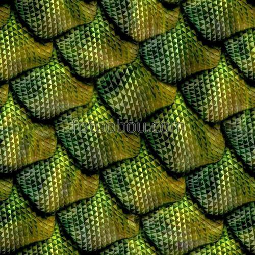 шкура, змея, чешуя