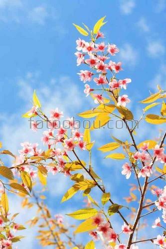 цветы, ветки, природа, небо