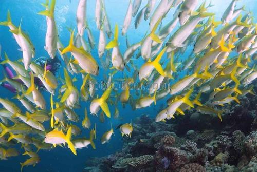 природа, рыбы, кораллы, рифы