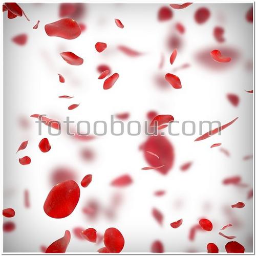 лепестки, розы, красные, 3Д