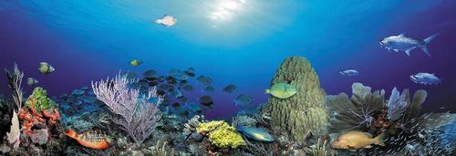 рыбы, вода, кораллы, водоросли