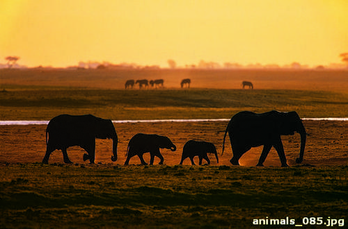 Дикие, слоны, саванна, закат