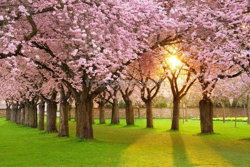 парк, деревья, сакура, цветение, цветы, розовый, зеленый, трава