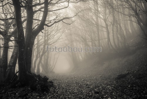 лес, туман, деревья, листья