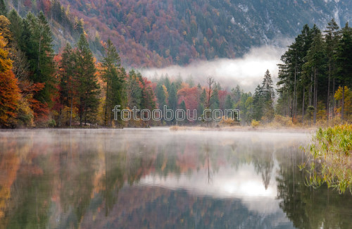 лес, туман, осень, озеро, речка, река